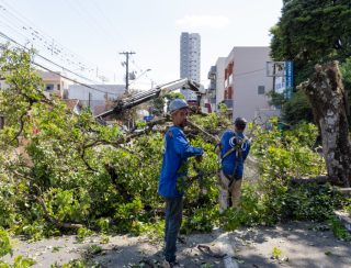 Apucarana promove manutenção da arborização no percurso da 