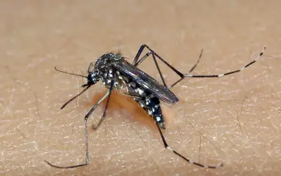 Primeiro caso de chikunguya em 2024; veja sintomas