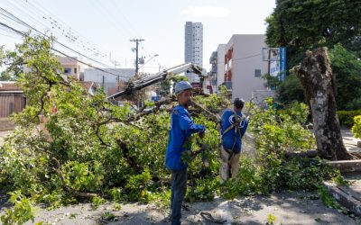 Apucarana promove manutenção da arborização no percurso da 